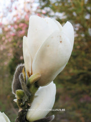 Magnolia x soulangeana 'Lennei Alba' - Sierboom - Hortus Conclusus  - 3