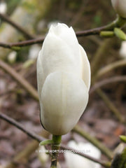 Magnolia x soulangeana 'Lennei Alba' - Sierboom - Hortus Conclusus  - 5