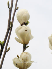 Magnolia x soulangeana 'Lennei Alba' - Sierboom - Hortus Conclusus  - 6
