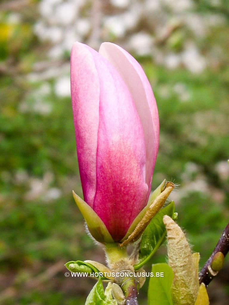 Magnolia x soulangeana 'Lennei' hybr. - Sierboom - Hortus Conclusus  - 1