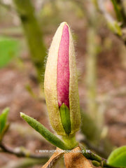 Magnolia x soulangeana 'Lennei' hybr. - Sierboom - Hortus Conclusus  - 2