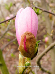 Magnolia x soulangeana 'Lennei' hybr. - Sierboom - Hortus Conclusus  - 3