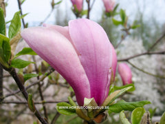 Magnolia x soulangeana 'Lennei' hybr. - Sierboom - Hortus Conclusus  - 4