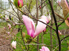 Magnolia x soulangeana 'Lennei' hybr. - Sierboom - Hortus Conclusus  - 6