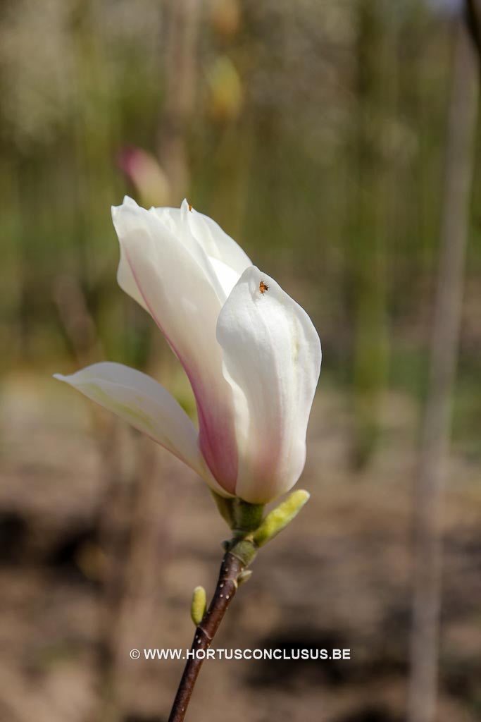 Magnolia x soulangeana 'Liliputian' - Sierboom - Hortus Conclusus  - 1