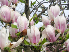 Magnolia x soulangeana 'Liliputian' - Sierboom - Hortus Conclusus  - 2