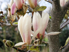 Magnolia x soulangeana 'Liliputian' - Sierboom - Hortus Conclusus  - 3