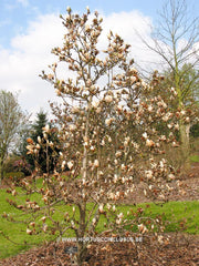 Magnolia x soulangeana 'Liliputian' - Sierboom - Hortus Conclusus  - 4