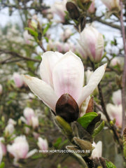 Magnolia x soulangeana 'Liliputian' - Sierboom - Hortus Conclusus  - 6