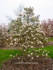 Magnolia x soulangeana 'Liliputian' - Sierboom - Hortus Conclusus  - 7
