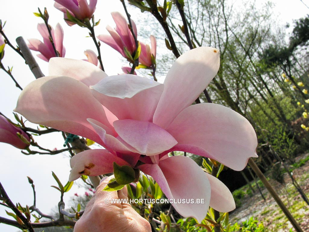 Magnolia x soulangeana 'Lombardy Rose' - Sierboom - Hortus Conclusus  - 1