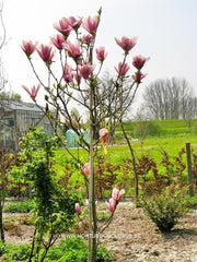 Magnolia x soulangeana 'Lombardy Rose' - Sierboom - Hortus Conclusus  - 2