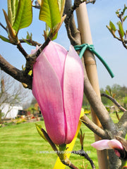 Magnolia x soulangeana 'Lombardy Rose' - Sierboom - Hortus Conclusus  - 3