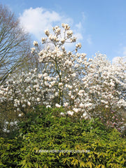 Magnolia x soulangeana 'Lombardy Rose' - Sierboom - Hortus Conclusus  - 4