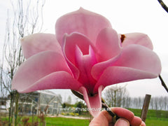 Magnolia x soulangeana 'Lombardy Rose' - Sierboom - Hortus Conclusus  - 5