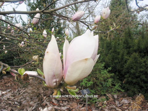 Magnolia x soulangeana 'Momoyu'