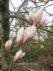 Magnolia x soulangeana 'Momoyu' - Sierboom - Hortus Conclusus  - 2