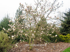 Magnolia x soulangeana 'Momoyu' - Sierboom - Hortus Conclusus  - 3