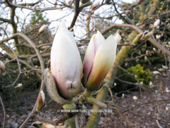 Magnolia x soulangeana 'Momoyu' - Sierboom - Hortus Conclusus  - 4