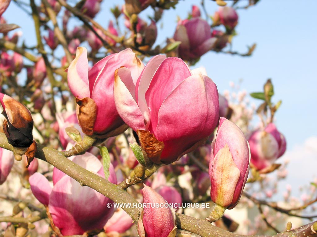Magnolia x soulangeana 'Norbertii' - Sierboom - Hortus Conclusus  - 1
