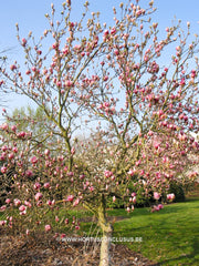Magnolia x soulangeana 'Norbertii' - Sierboom - Hortus Conclusus  - 2