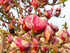 Magnolia x soulangeana 'Norbertii' - Sierboom - Hortus Conclusus  - 3