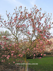 Magnolia x soulangeana 'Norbertii' - Sierboom - Hortus Conclusus  - 4