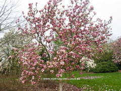 Magnolia x soulangeana 'Norbertii' - Sierboom - Hortus Conclusus  - 8