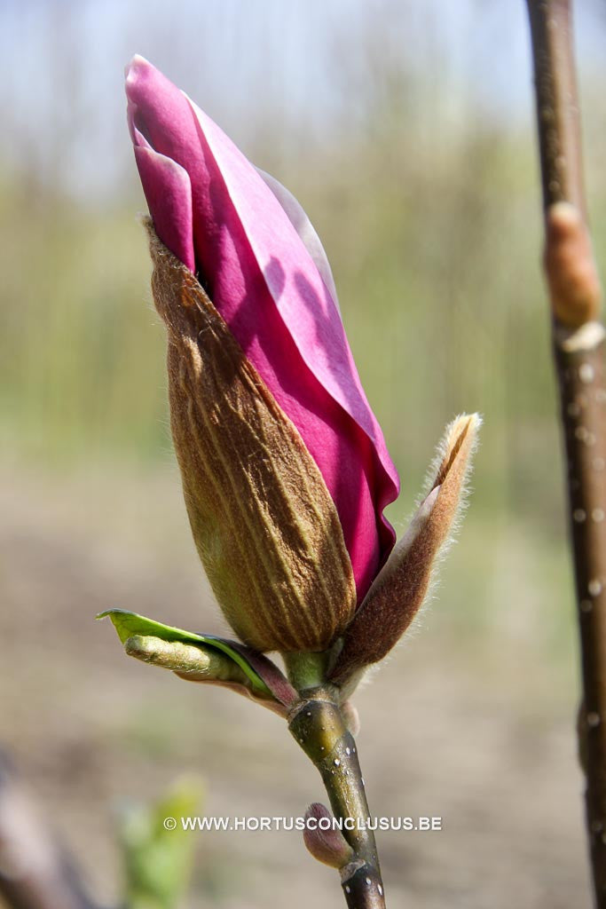 Magnolia x soulangeana 'Picture' - Sierboom - Hortus Conclusus  - 1