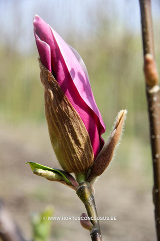Magnolia x soulangeana 'Picture'