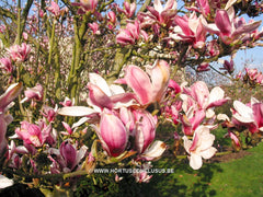 Magnolia x soulangeana 'Picture' - Sierboom - Hortus Conclusus  - 2