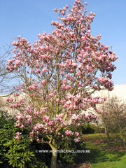 Magnolia x soulangeana 'Picture' - Sierboom - Hortus Conclusus  - 3