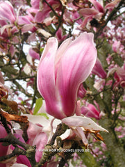 Magnolia x soulangeana 'Picture' - Sierboom - Hortus Conclusus  - 4