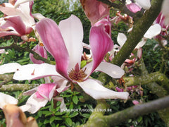 Magnolia x soulangeana 'Picture' - Sierboom - Hortus Conclusus  - 5
