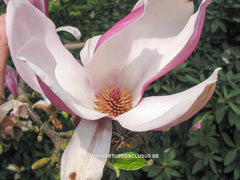 Magnolia x soulangeana 'Picture' - Sierboom - Hortus Conclusus  - 6