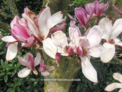 Magnolia x soulangeana 'Picture' - Sierboom - Hortus Conclusus  - 7