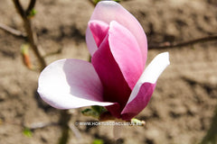 Magnolia x soulangeana 'Picture' - Sierboom - Hortus Conclusus  - 8