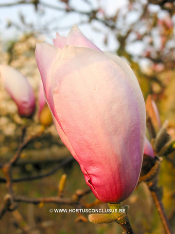 Magnolia x soulangeana 'Rose Superb'