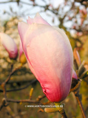 Magnolia x soulangeana 'Rose Superb' - Sierboom - Hortus Conclusus  - 1