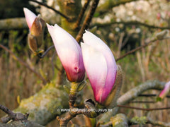 Magnolia x soulangeana 'Rose Superb' - Sierboom - Hortus Conclusus  - 2