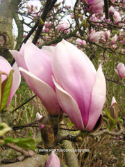 Magnolia x soulangeana 'Rose Superb' - Sierboom - Hortus Conclusus  - 3