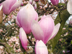 Magnolia x soulangeana 'Rose Superb' - Sierboom - Hortus Conclusus  - 4