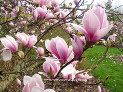 Magnolia x soulangeana 'Rose Superb' - Sierboom - Hortus Conclusus  - 5