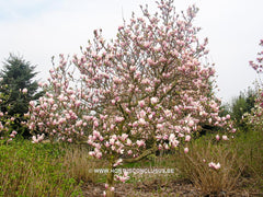 Magnolia x soulangeana 'Rose Superb' - Sierboom - Hortus Conclusus  - 6