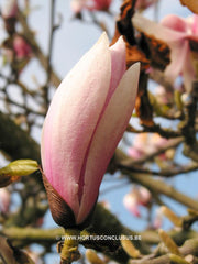 Magnolia x soulangeana 'Rose Superb' - Sierboom - Hortus Conclusus  - 7