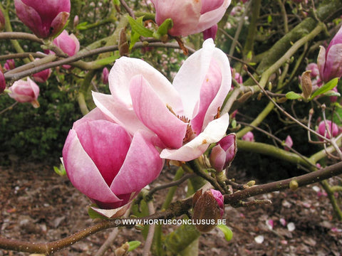 Magnolia x soulangeana 'Rustica Rubra'