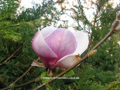 Magnolia x soulangeana 'Rustica Rubra' - Sierboom - Hortus Conclusus  - 2