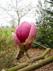 Magnolia x soulangeana 'Rustica Rubra' - Sierboom - Hortus Conclusus  - 3