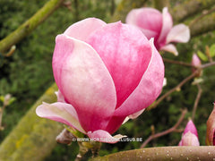 Magnolia x soulangeana 'Rustica Rubra' - Sierboom - Hortus Conclusus  - 4