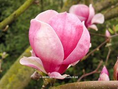 Magnolia x soulangeana 'Rustica Rubra' - Sierboom - Hortus Conclusus  - 4